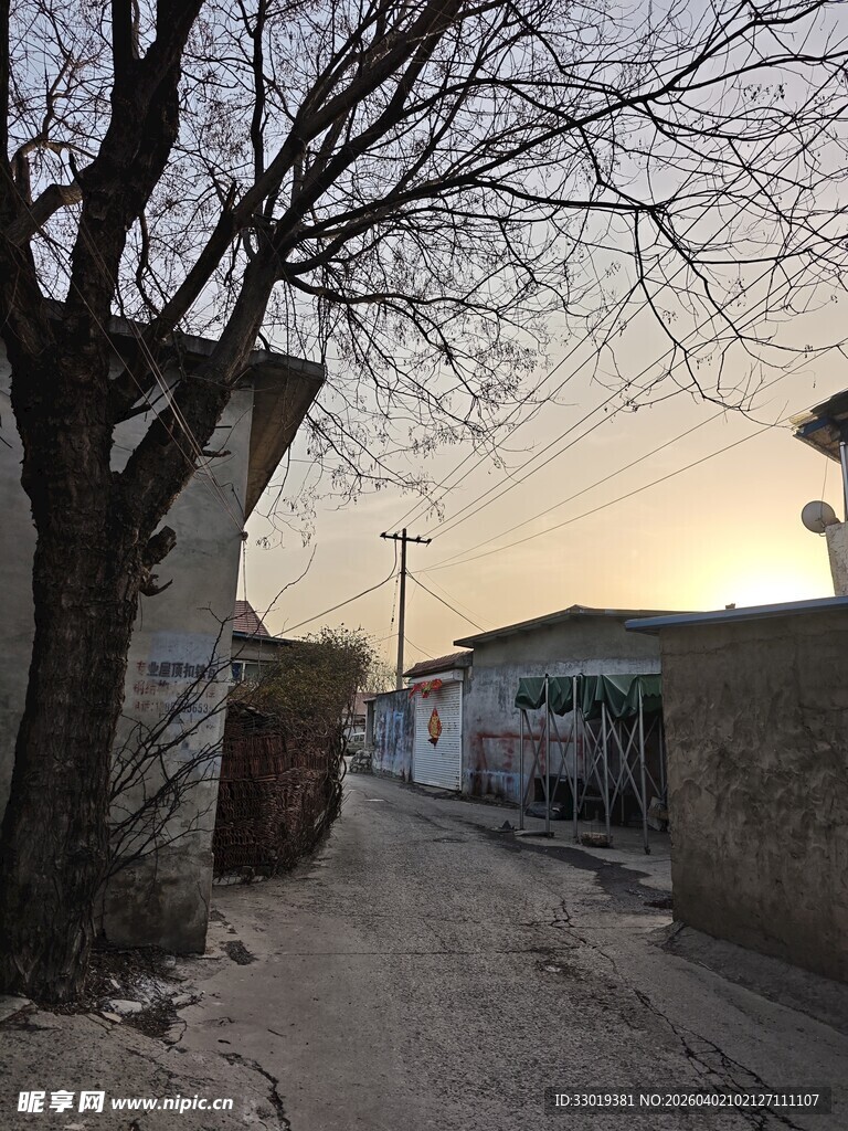 乡村小道旁的光秃老树