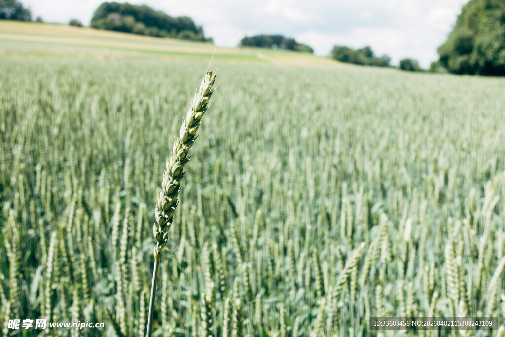 麦田中的一株麦穗
