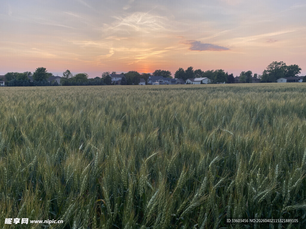 夕阳下的麦田美景