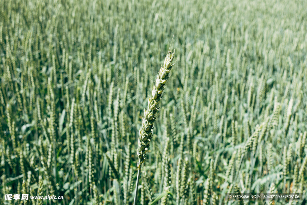 绿色麦田中的一株麦穗