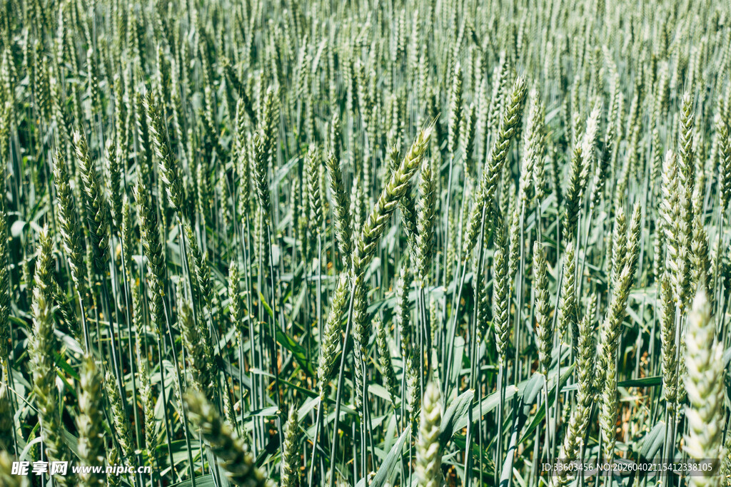 广袤麦田绿意盎然