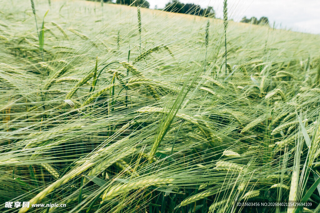 麦浪滚滚的绿色田野