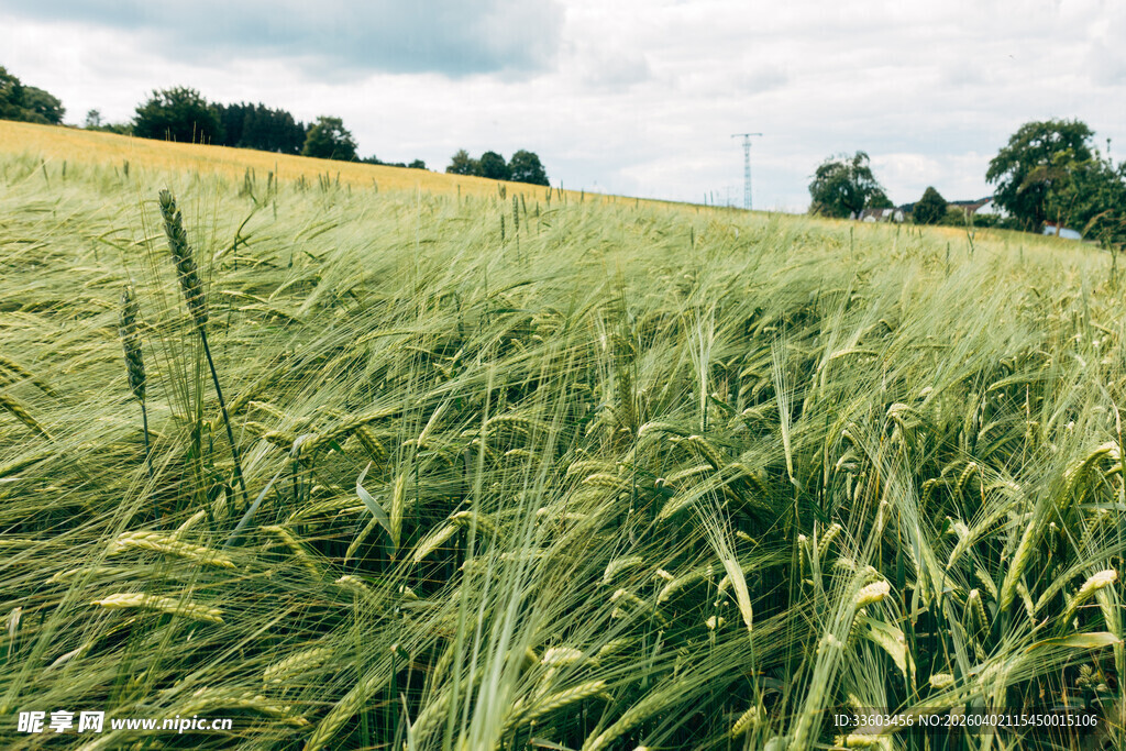 风吹麦田绿意浓