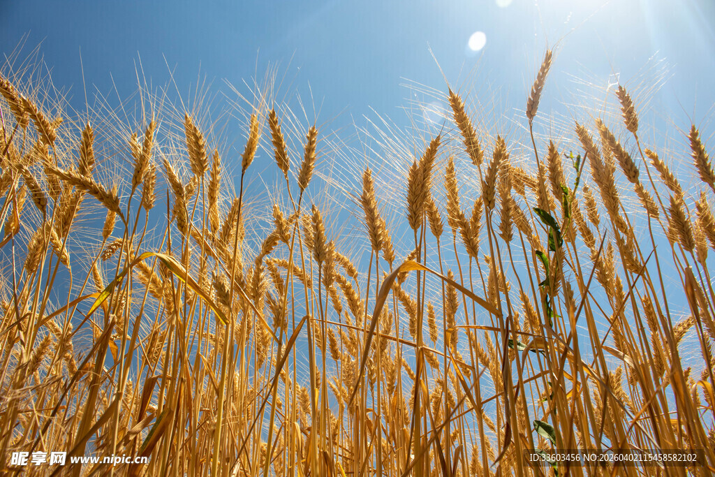 金黄麦田沐浴灿烂阳光
