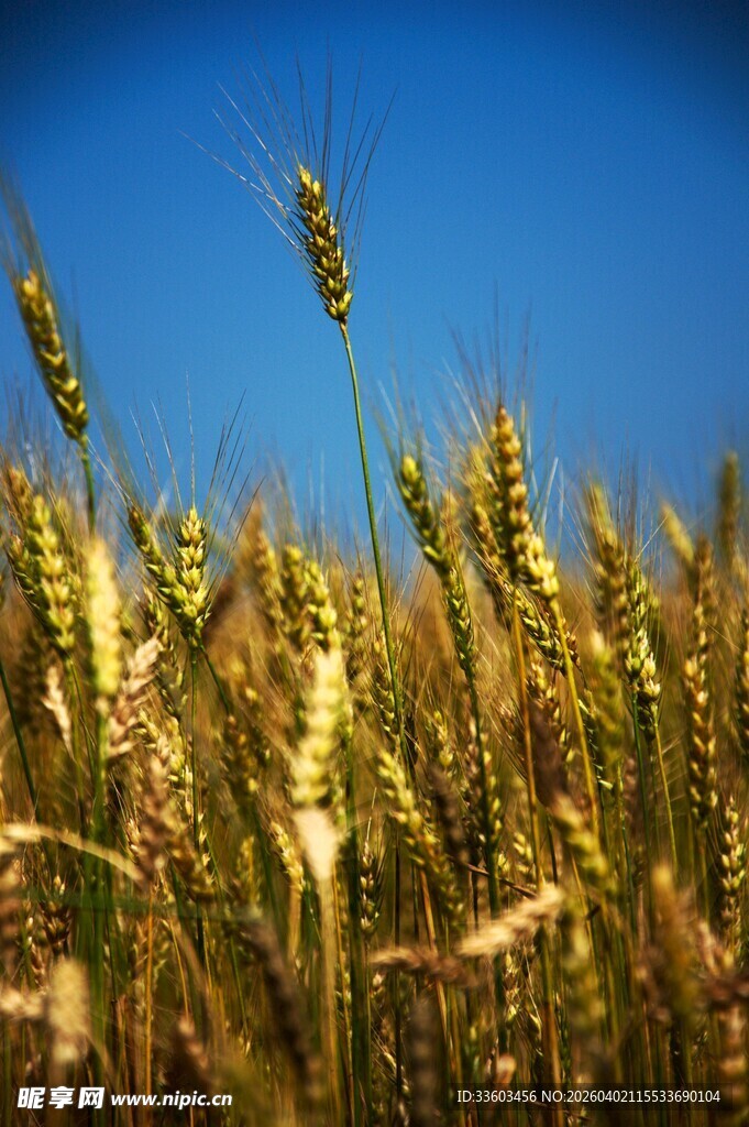 金黄麦穗映衬蓝天美景