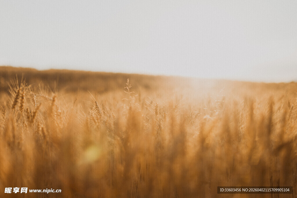 阳光洒落的美景