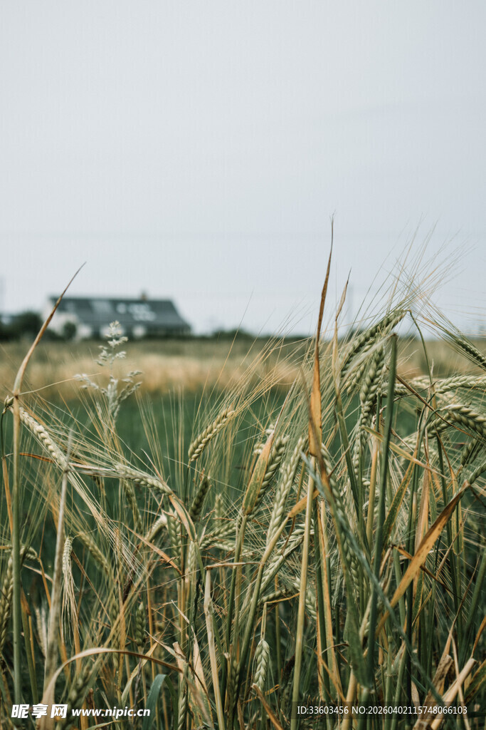 田野中的车辆与金黄麦浪