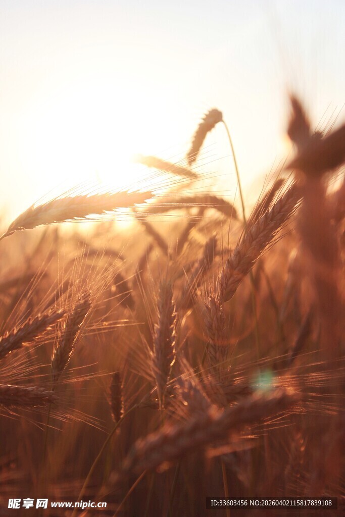 夕阳下的金黄麦穗