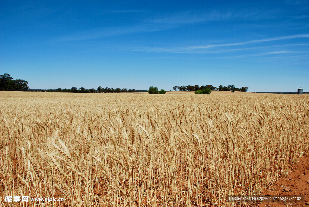金黄麦田