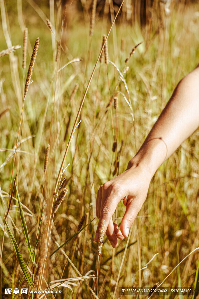 手触金黄草丛