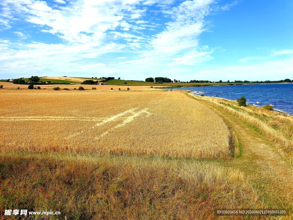 金黄田野旁的辽阔水域