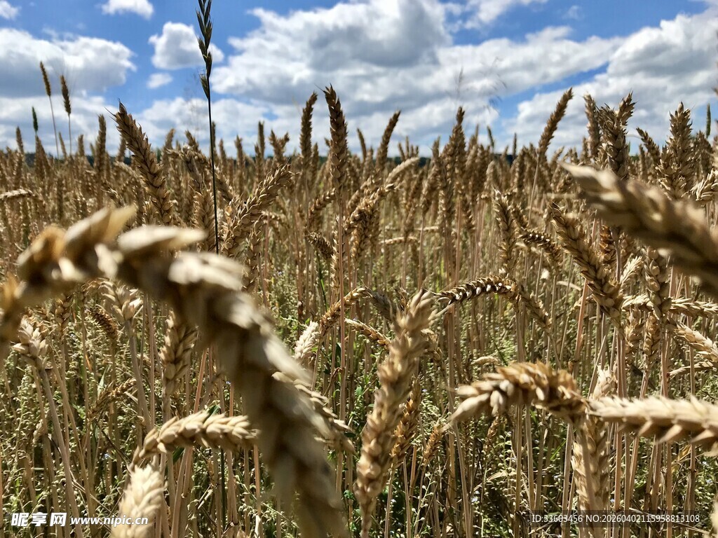 金黄麦田与蓝天白云美景