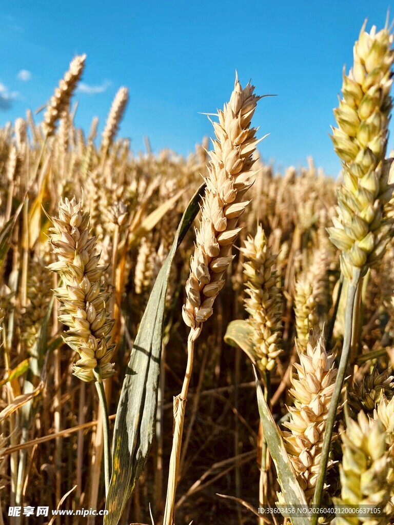 金黄麦田展现丰收景象