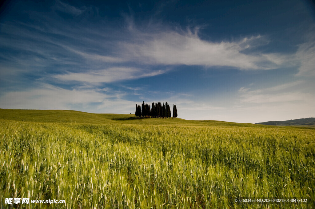 广袤田野上的葱郁树木