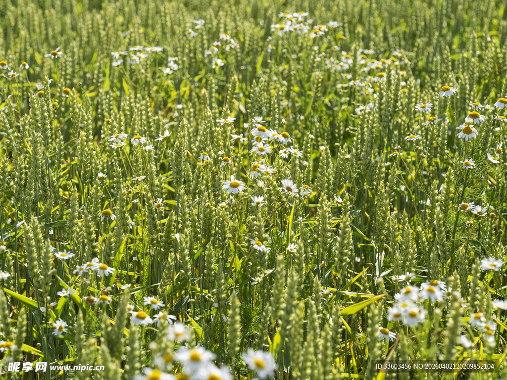 绿色草地中的白色小花