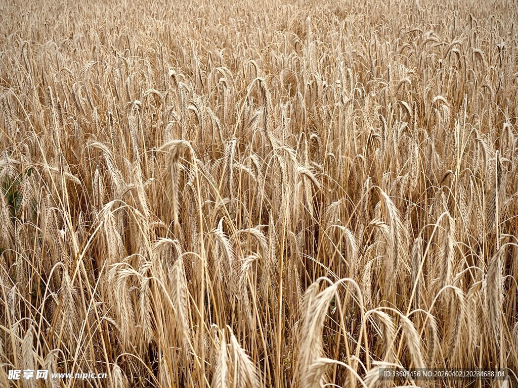 金黄麦田