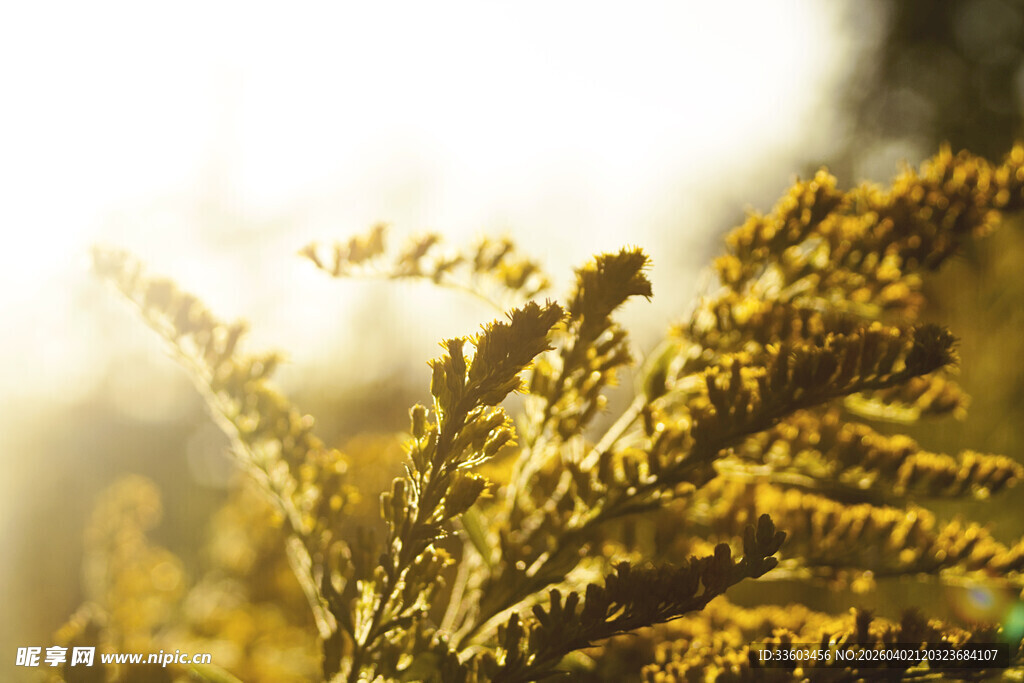 阳光下的金黄植物枝叶
