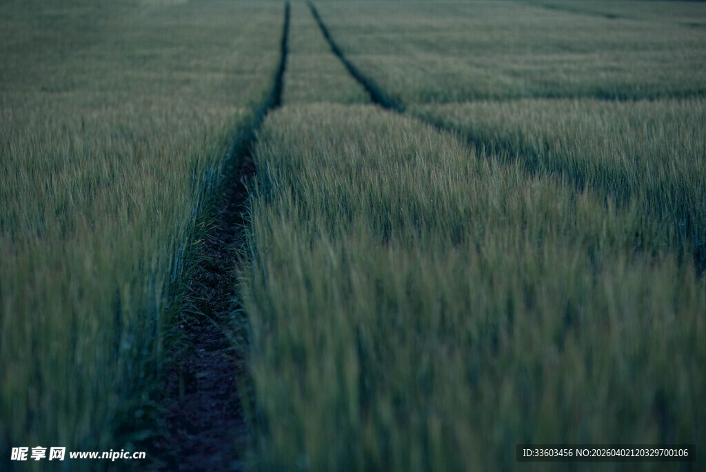 麦田中的车辙痕迹