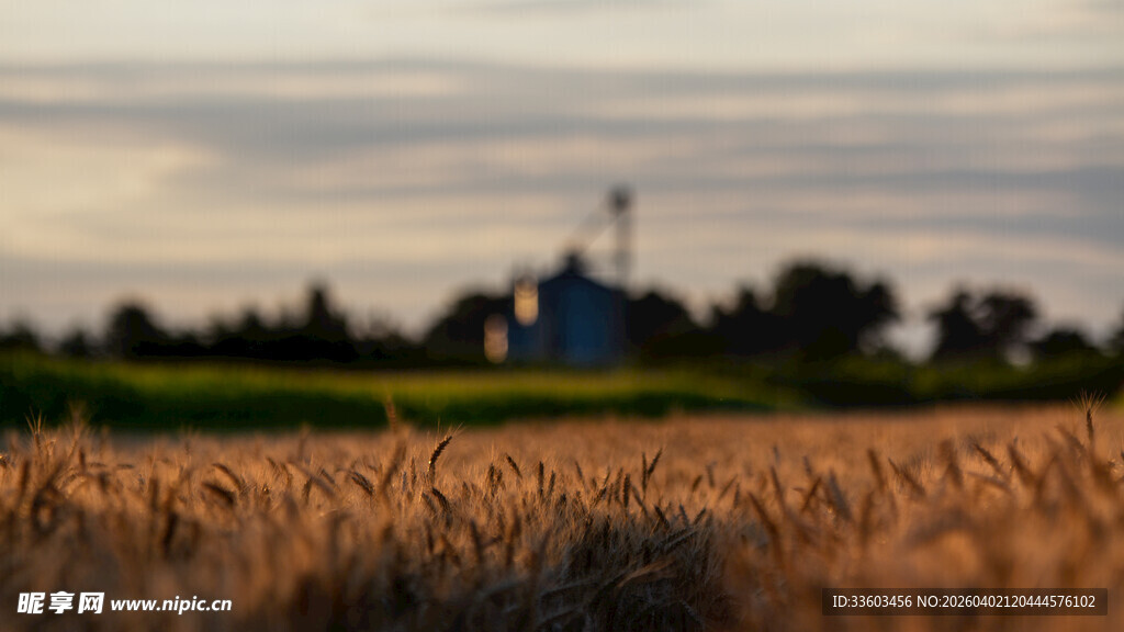 夕阳下的麦田与远处风车