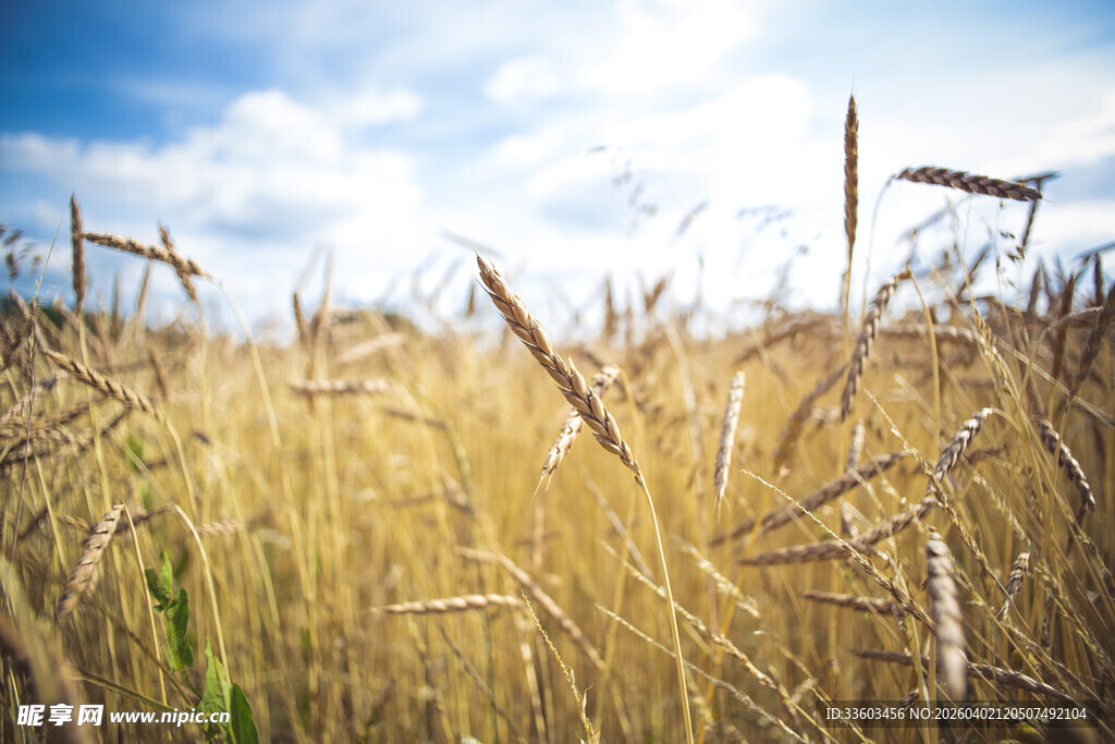 金黄麦田与蓝天白云美景
