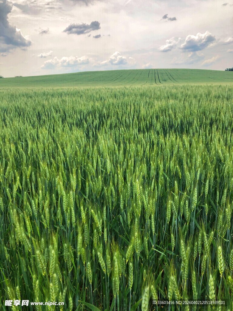 广袤绿野中的蓬勃麦田