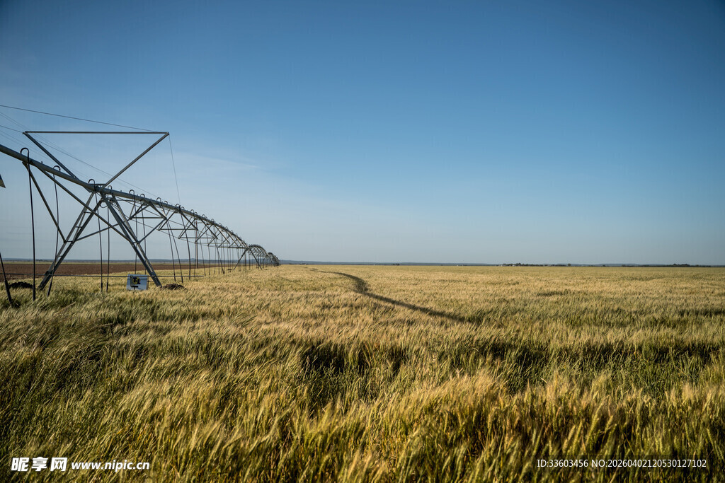 麦田中的大型灌溉设备