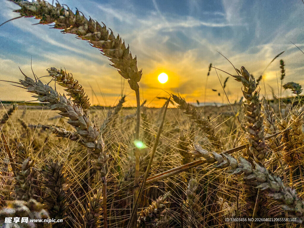 夕阳下的金黄麦田美景