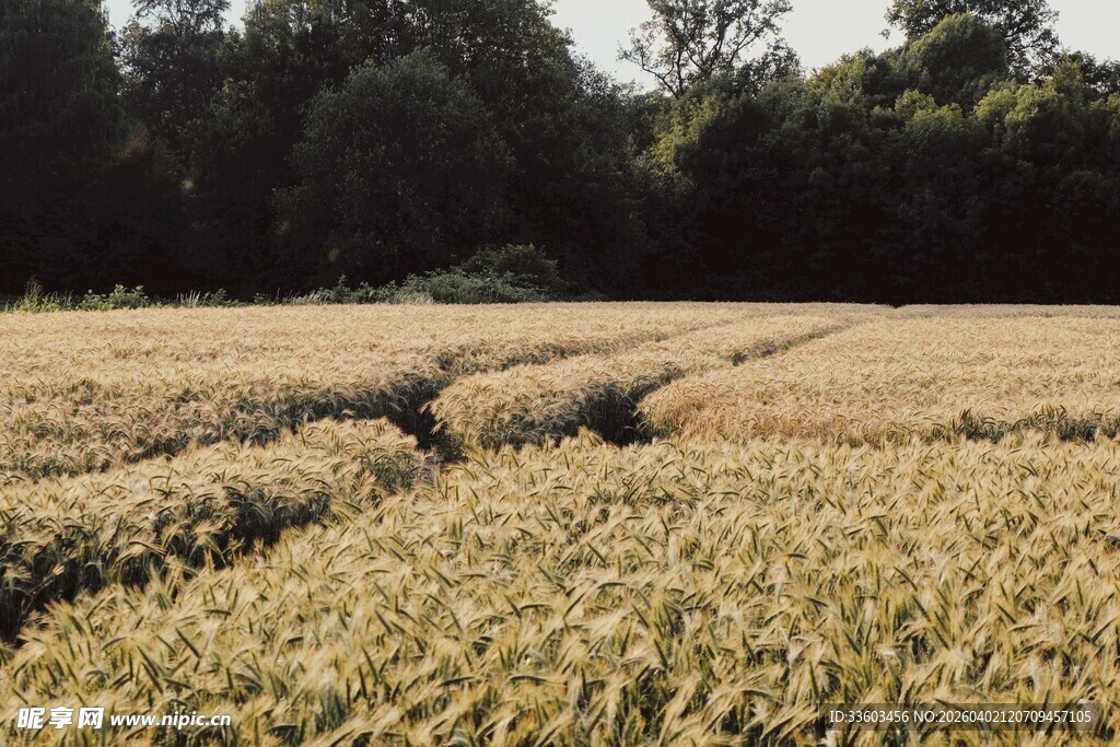 金黄麦田展现田园风光