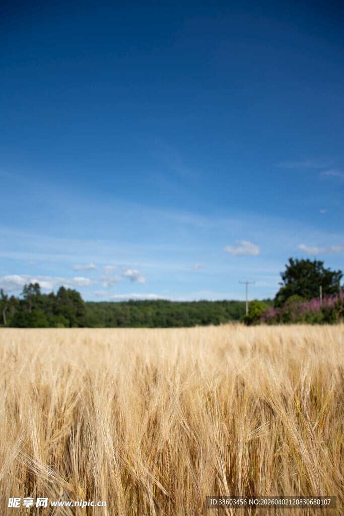 金黄麦田与蓝天美景