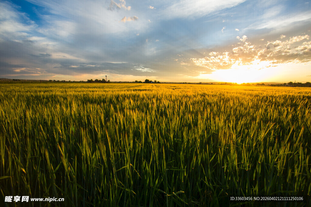 麦田日落美景