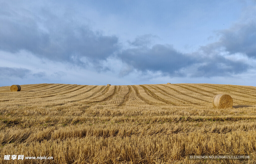 金黄麦田中的草垛美景