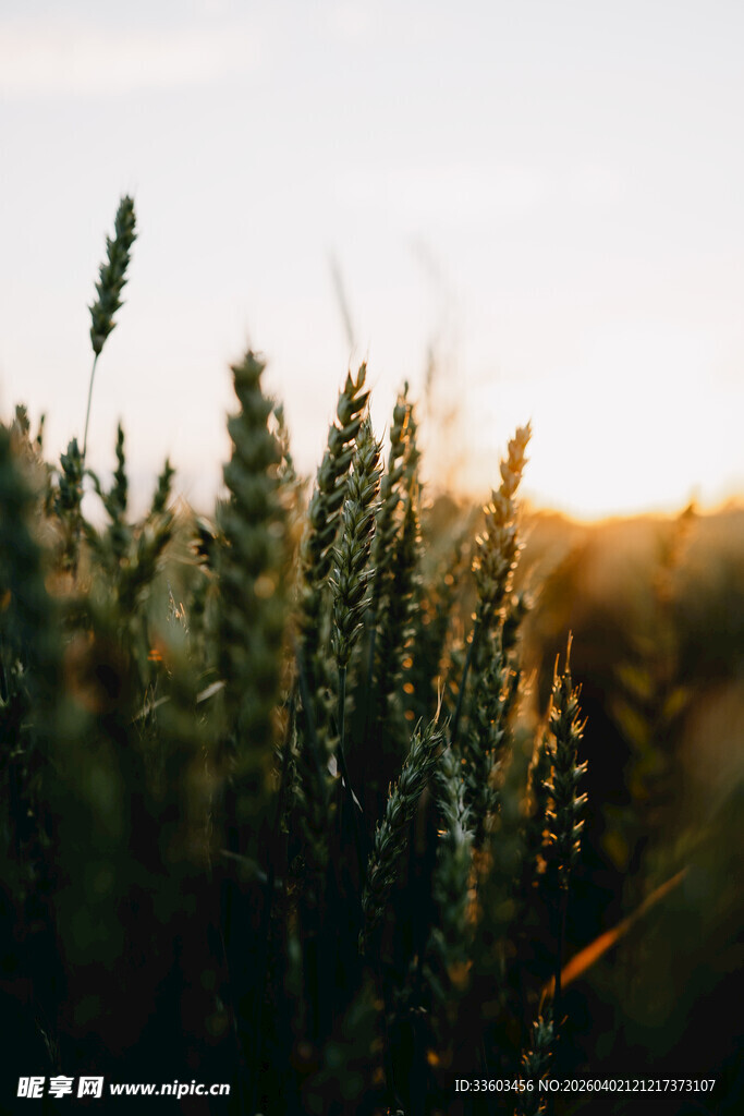 夕阳下的蓬勃绿植
