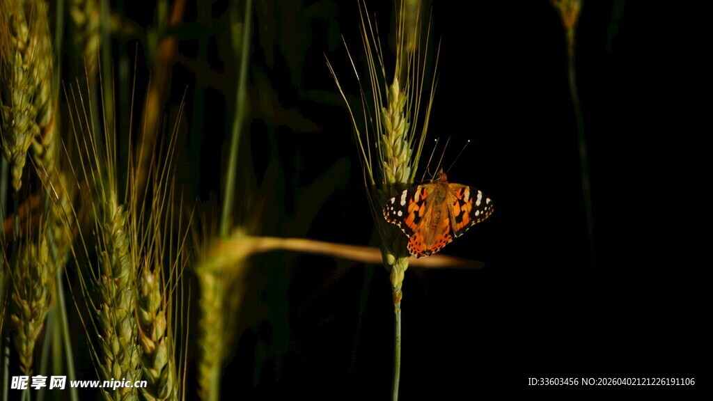 麦秆上的蝴蝶