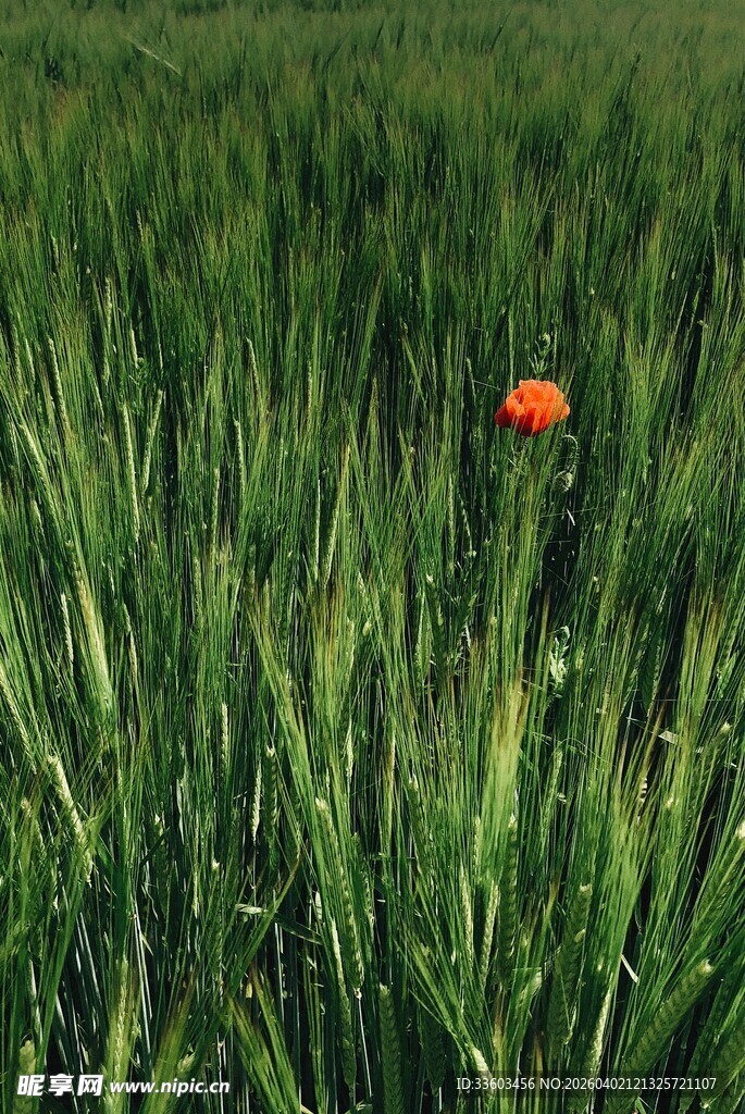 麦田中的一抹艳红
