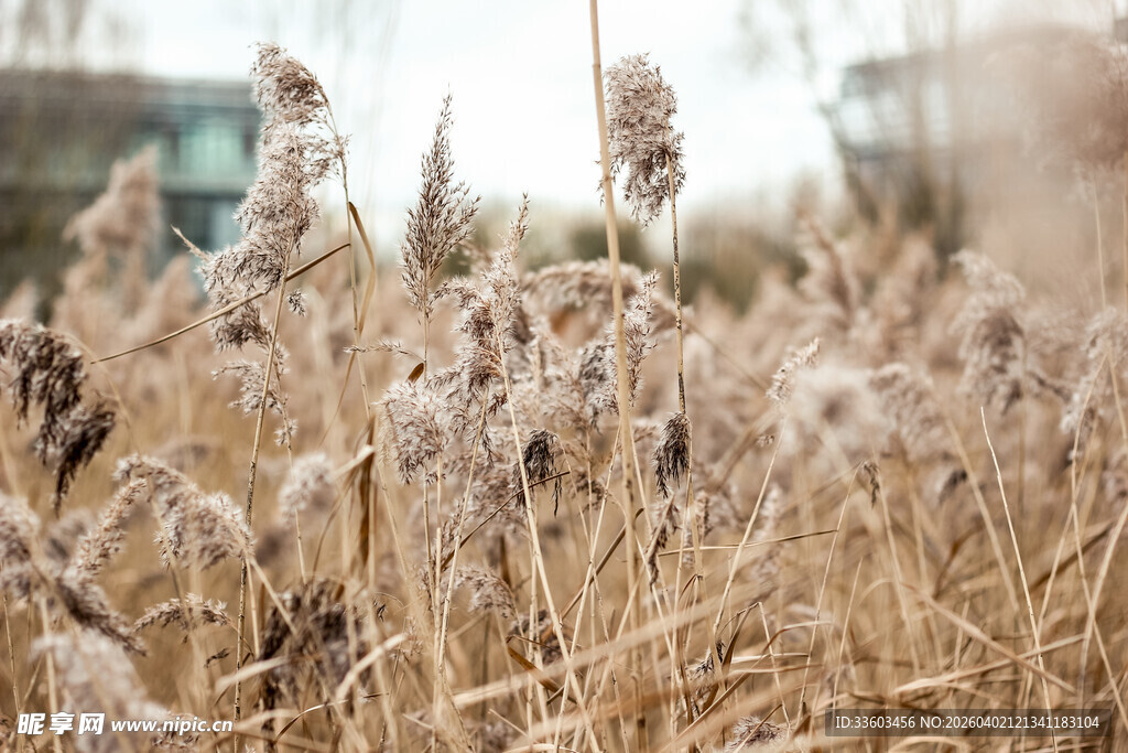 秋日芦苇荡美景