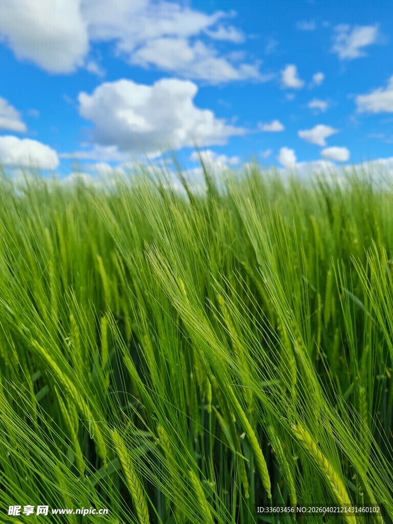 蓝天绿地间的蓬勃青草
