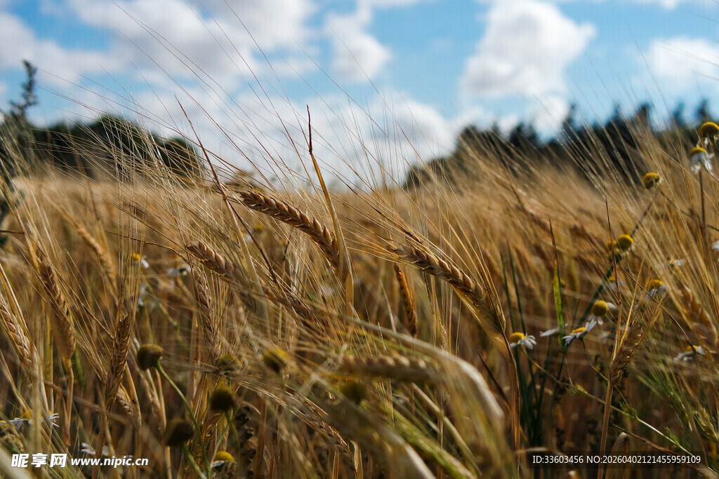蓝天白云下的美景