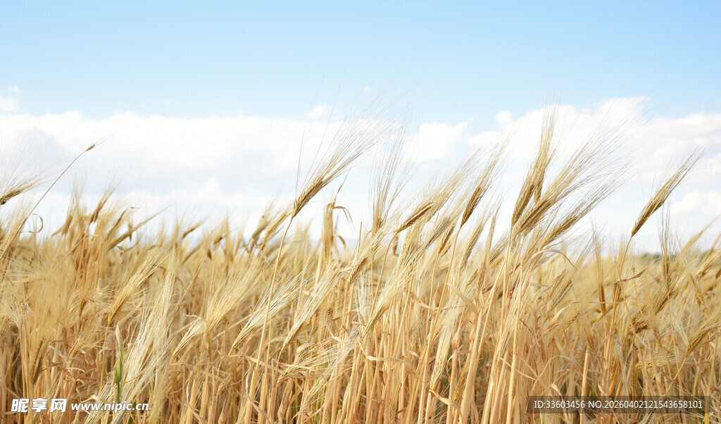金黄麦田