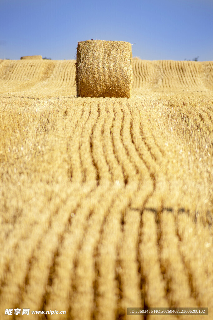 田野中的金色干草卷