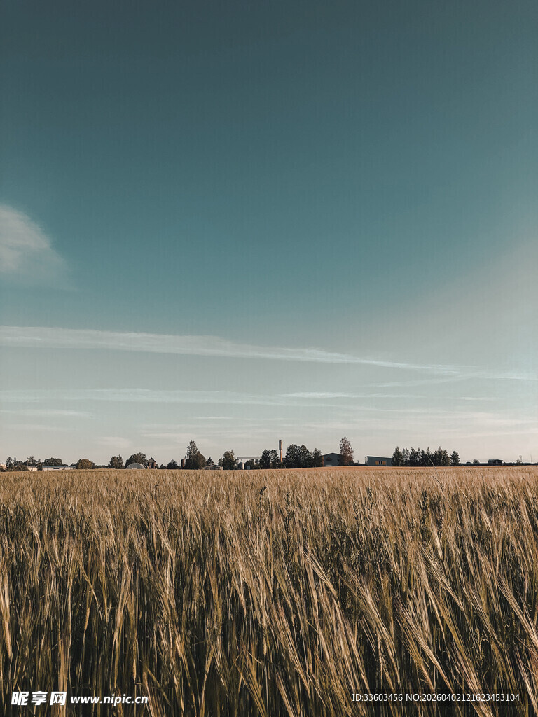 金黄麦田与蓝天的美丽景致