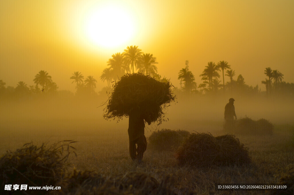 晨雾中背负柴禾的乡村身影