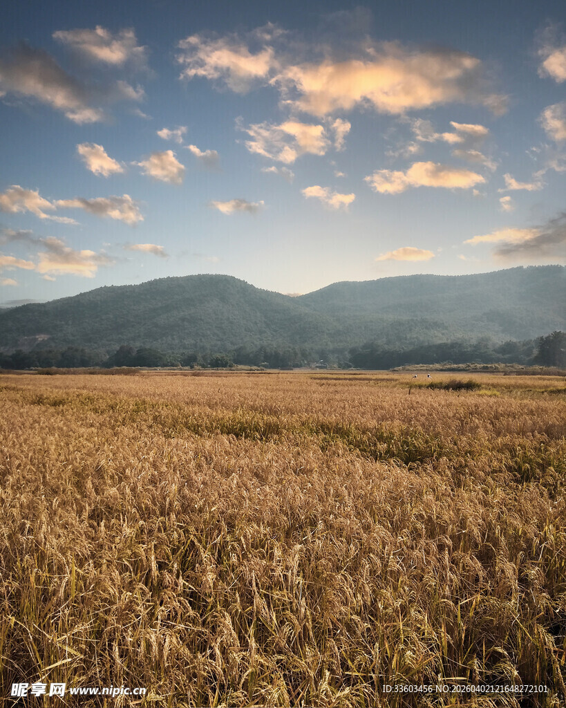 金黄麦田与远山的美丽景致