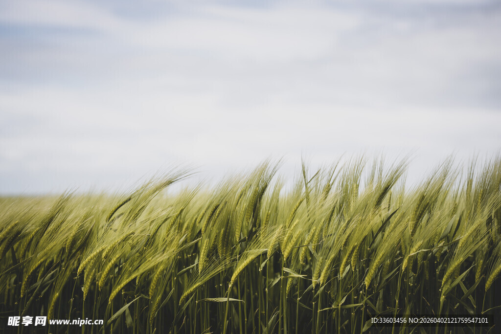 麦浪轻拂的田野风光
