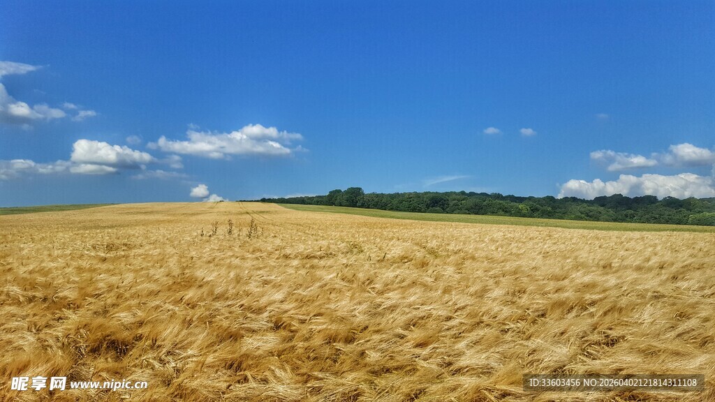 金黄麦田