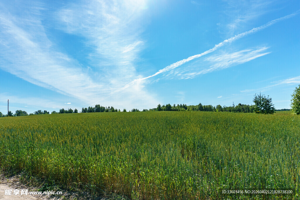 广袤麦田与晴朗蓝天