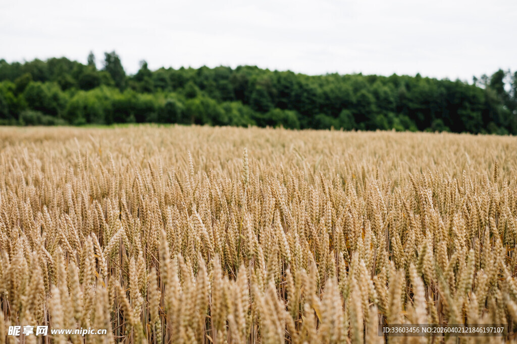 金黄麦田与远处葱郁树林