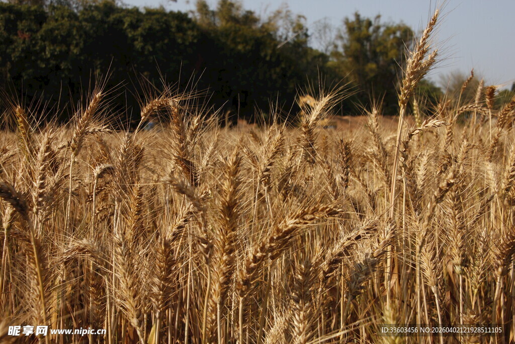 金黄麦田