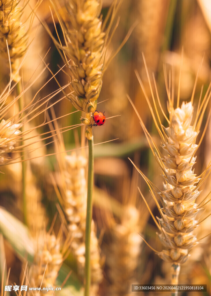 麦田中的红色瓢虫