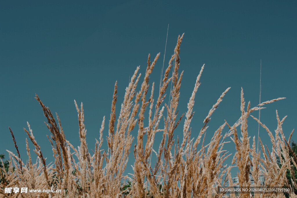 蓝天映衬下的金黄芦苇