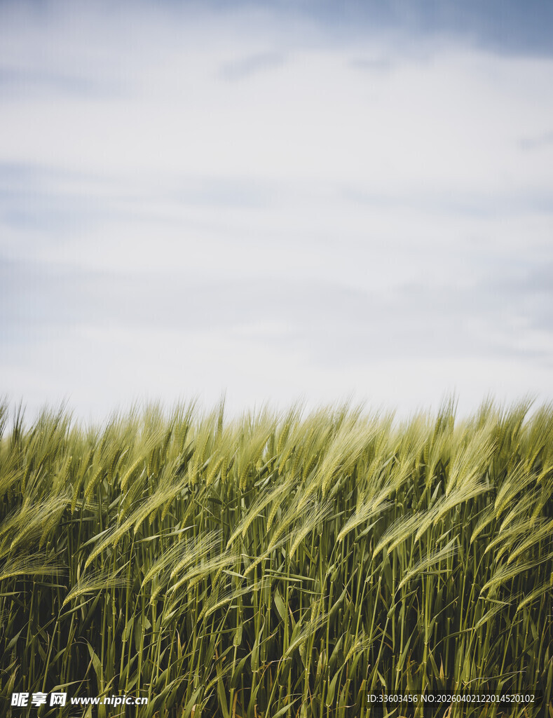 绿意盎然的田野